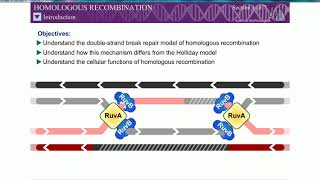 Homologous Recombination Rec BCD Pathway Double strand break mechanism [upl. by Enirehtacyram735]