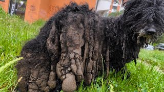 THE DIRTIEST Dog Ive Ever Seen [upl. by Heigl]