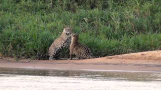 Jaguar Behavior at Pantanal Jaguar Camp in Porto Jofre region [upl. by Moonier]