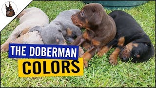 The DOBERMAN COLORS and one with PROBLEMS [upl. by Oneill850]