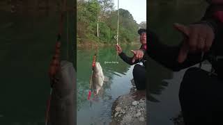 Tilapia fish fishing [upl. by Xet]