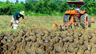 Season Snail Fishing  Catching Snail Tractor After plowing There are snails a lot In the ground [upl. by Tearle]