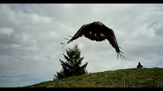 Various Raven Vocalizations at Golden Eagle Perch [upl. by Meehan729]