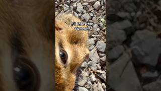 Chippie’s snack time offgridlovers chipmunk snacks nature shortvideo fyp [upl. by Walls]