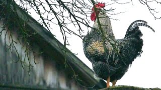 KOGUT PIEJE na KOMINIE🐔 [upl. by Rudolf]