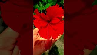 flowers growing video short short video [upl. by Ahseele707]