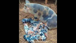 nacieron 16 chanchitos están bien hermosos todos son de mismo color igual q su mamá🐽🐷 [upl. by Yasui435]