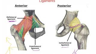 Hip joint capsule and ligaments HIP COMPLEX [upl. by Avron]