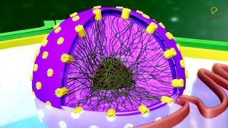 Practicallys Concepts  Nucleus Nuclear Envelope Nucleoplasm amp Nucleoli  LearnPractically [upl. by Iolande]