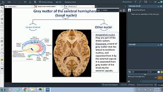 Basal nuclei and white matter of the cerebral hemisphere [upl. by Ciri]