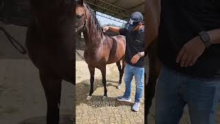 Entrenamiento para caballos en piscina controlado por expertos [upl. by Yousuf]