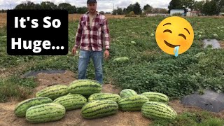 Massive 55 Pound Watermelon Goes VIRAL [upl. by Quickman754]