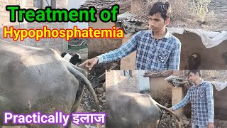 Treatment of Hypophosphatemia cattle and Buffalo  फास्फोरस की कमी का कारण लक्षण और उपचार [upl. by Wardieu33]