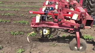 OGRAIN 2018 Field Clinic  Mechanical Weeding [upl. by Claudius954]