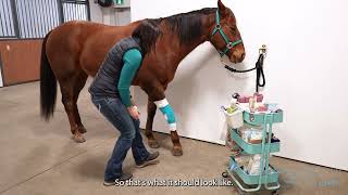 How to bandage a horses knee [upl. by Setiram]