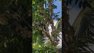 This is how lanzones tree looks like fruit lanzones seasonalfruit philippines [upl. by Viscardi]