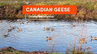 Canadian Geese In Autumn  Branta canadensis  Migratory Birds  Germany 🇩🇪 [upl. by Gurl]