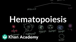 Hematopoiesis  Hematologic System Diseases  NCLEXRN  Khan Academy [upl. by Rhoda]