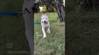 Dogo argentino Attack  3 months puppy  Morning walk  aggressive dogoargentino pitbull dog [upl. by Raffarty]