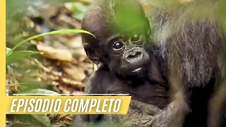 Mitos del Congo  regiones más misteriosas y peligrosas de la Tierra  Gorilas [upl. by Lemaj145]