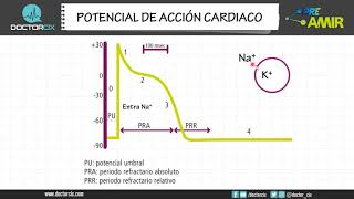 POTENCIAL DE ACCION CARDIACO [upl. by Hebrew]