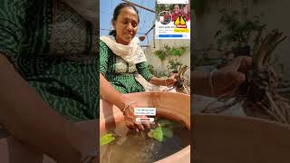 Trichoderma Viride Use🦠Biopesticide🌱ट्राइकोडर्मा जेविक कीटनाशक उपयोगतरीकाashasgardenstoryshorts [upl. by Ennaillij]