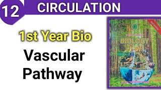 Vascular Pathway  Circulation class 11 bio sindh board [upl. by Seve]