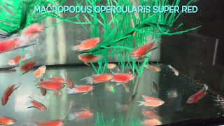 Macropodus opercularis SUPER RED [upl. by Lubin]