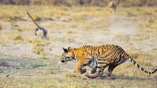 Angry Tigress vs Langoor [upl. by Berkman]