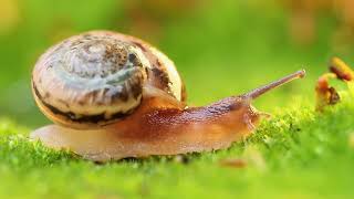 Phylum Mollusca Part 2 Class Gastropoda Slugs and Snails [upl. by Epilef976]