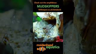 Mudskippers mudskipper aquatics fishkeeping [upl. by Tombaugh]