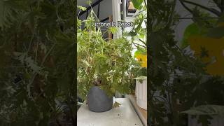 Citronella Repot shorts indoorplants garden propagation houseplants plants plantcare [upl. by Bartolomeo883]