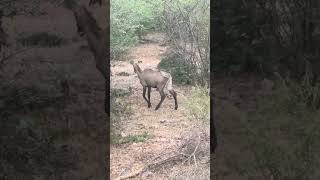 Seen Sambar deer in Ranthambore forest have visited there [upl. by Birchard]