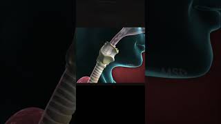 Human respiratory system  class10  3d animation  shorts youtubeshorts respiratory indiansir [upl. by Enelec]