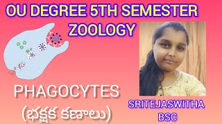 Osmania University BSC 5th SemesterZoologyTopicPhagocytesభక్షక కణాలు [upl. by Ellett857]