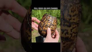 SHE SAVED A LITTLE BOX TURTLE  Woot  subscribe turtle save [upl. by Matthieu]