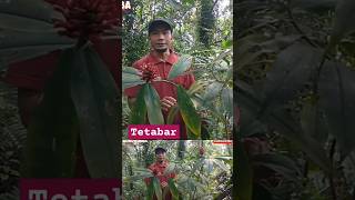 TUMBUHAN BAWAH TETABAR Costus speciocus [upl. by Dualc]