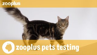 Nala amp Simba  zooplus pets testing Royal Canin Kitten [upl. by Annhoj]