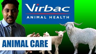 RK Goat Farm amp VIRBAC Medication Animal Health INFORMATION Cattle Farming [upl. by Niuqauj]