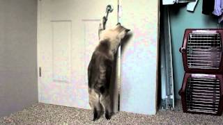 Amazing Cats opening doors 7 times 2 cats [upl. by Audrit]