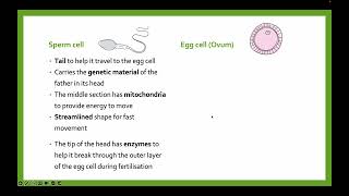 Gametes sex cells  GCSE Biology [upl. by Kassel608]