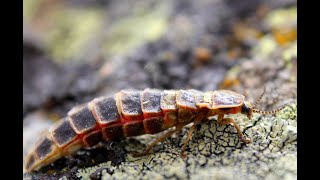 Larva de luciérnaga común europea Lampyris noctiluca [upl. by Itisahc503]