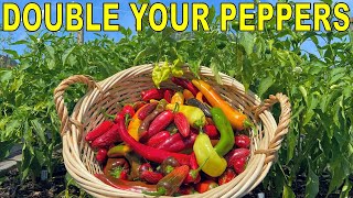 This Pepper Fertilizing Technique Will DOUBLE Your Pepper Harvest [upl. by Jezreel556]