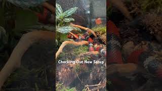 Stuarts Milk Snake New Setup [upl. by Gredel510]