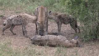 At home with the Hyaenas – with cubs nursing and playing [upl. by Valentina]