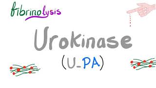 Urokinase UPA Converts Plasminogen into Plasmin [upl. by Rebah]