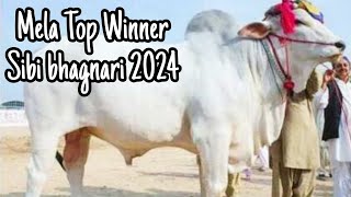 Sibi Mela Winner 2024  Sibi Bhagnari 2024  Cow Mandi Karachi  first Position Sibi 2024  HS Goat [upl. by Suhsoj272]