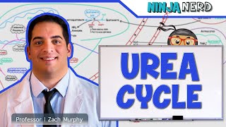 Metabolism  Urea Cycle [upl. by Marshall983]