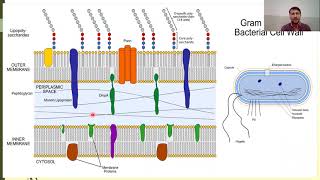 Bacterial Cell wall composition  Gram positive and Gram negative Bacteria  Peptidoglycan [upl. by Eel816]