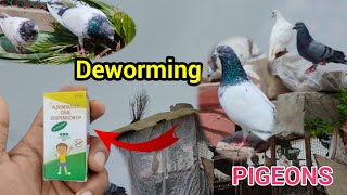 Kabutar ke pait ke kide kaise nikalePigeon deworming🕊pigeon treatmentkabootar vlogs pets video [upl. by Dahaf]